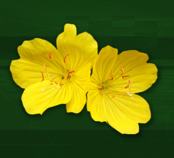 달맞이꽃 종자유