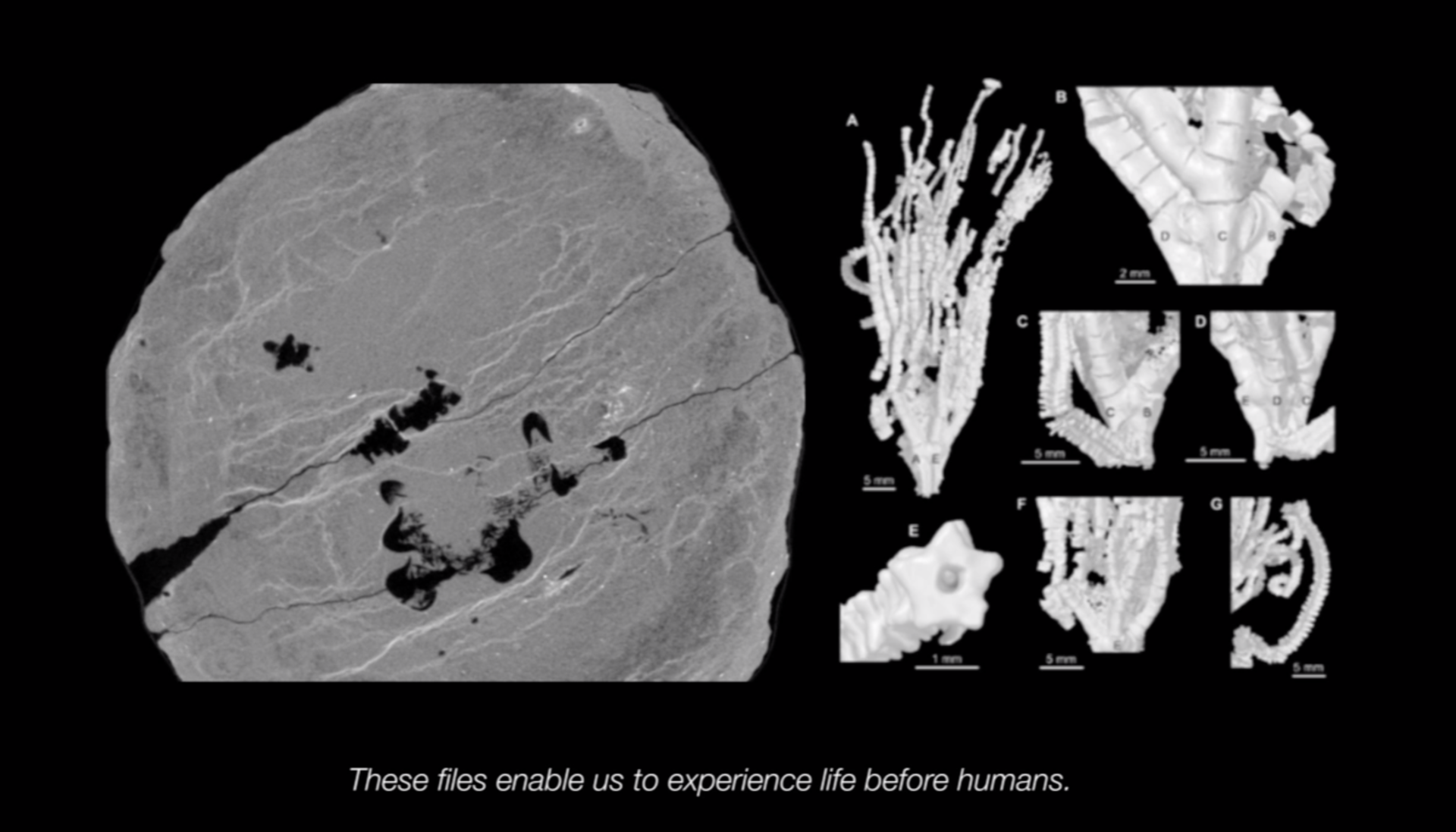 "EXTENDED-NATURE VIDEO02"
