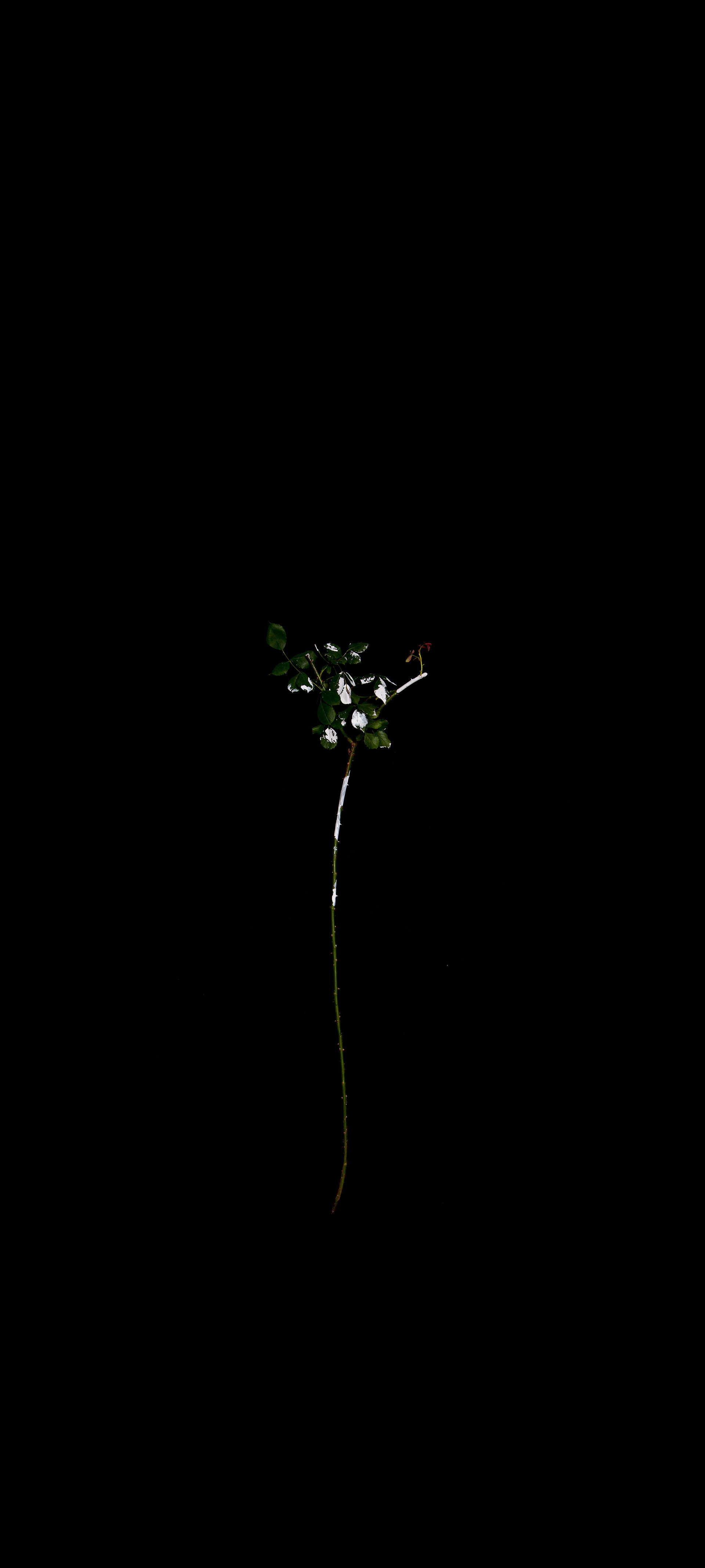"Another White #1" / 2020/ 180x400cm / print on film, light