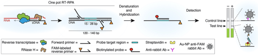 Development of FIND: an enhanced RT-RPA based assay for detection of ...