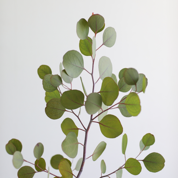 Eucalyptus polyanthemos 유칼립투스 폴리안 : 포에트리 가든