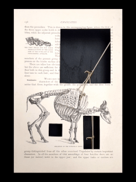 Jane Edden, Ungulate(Bison), 2019, Mixed media: Antique print with silver nickl and brass mechanism in perspex box, 30 x 20 x 10 cm, JE 013