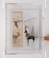 Jane Edden, Mirage III-C, 2019, Mixed media, lead horse, insect wings, brass mechanism in perspex box, 20 x 15 x 10 cm, JE 009