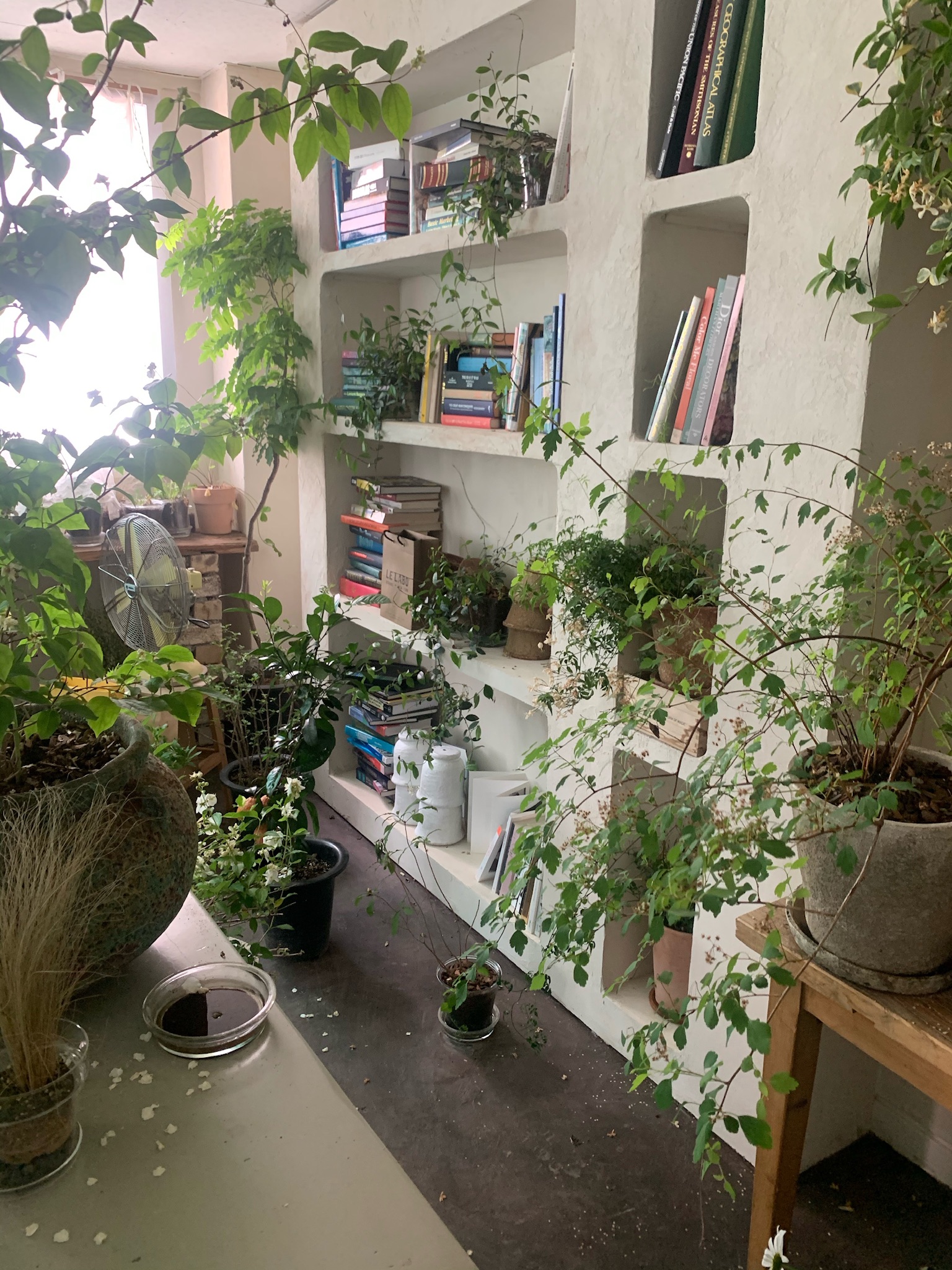 <h6 style="line-height:0.9;"><span style="font-size: 50px;">We love plants <br>that live just as fiercely as we humans do</span></h6><p style="font-size:14px;"><u></u></p>