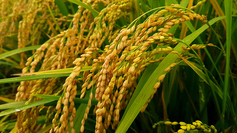 <b>한 논 한 쌀</b>