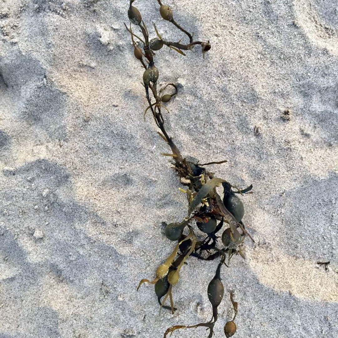 Knotted Kelp at North Sea