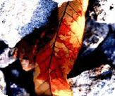 낙엽위에 흘려주신 성혈