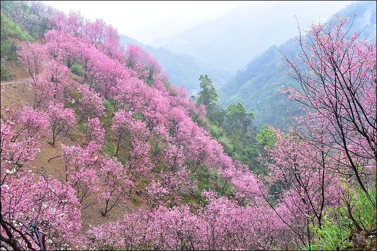 大熊櫻花林