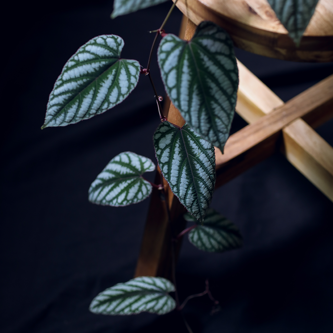 Cissus discolor 시서스 디스컬러 (씨서스 디스컬러) : 포에트리 가든