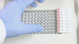 LABTAG 대리점 icell 아이셀 PCR-GagTrax