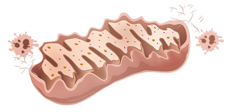 <p style="line-height: 2;"><span style="font-size: 14px; color: rgb(0, 0, 0);">RCS 공격으로 기능저하</span></p>