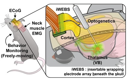 Optogenetic Mapping of Functional Connectivity in Freely Moving Mice ...