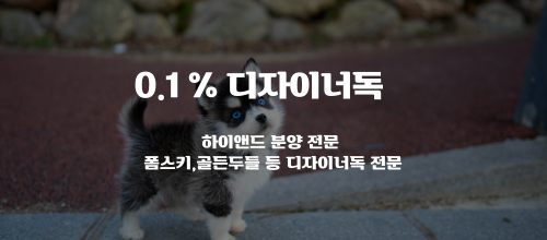 꼬똥드툴레아분양 꼬똥드툴레아입양 한국꼬똥클럽