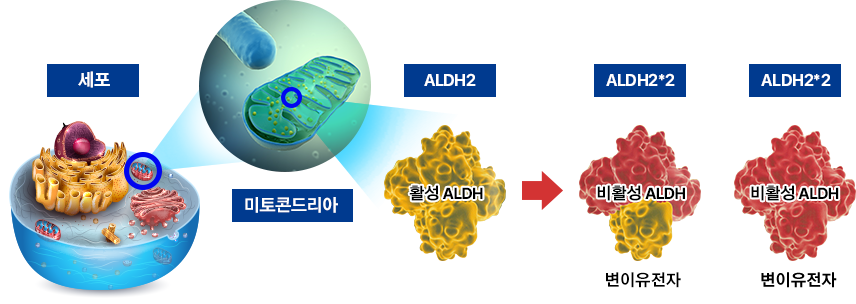 ALDH essentials, ALDH, 차세대 ALDH 활성 효소
