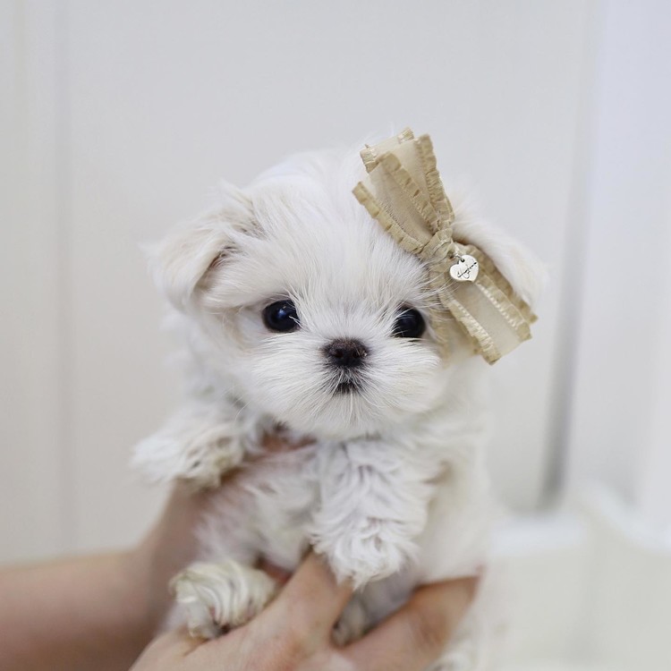 baby maltese girl