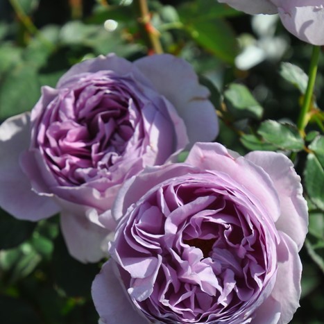 [대묘] Rosa - Lilas (리라) : avec la nature