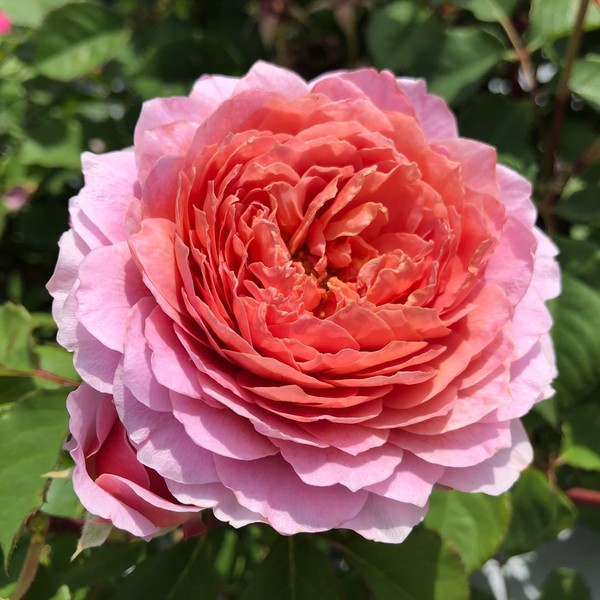 아이스포겔(Eisvogel®)