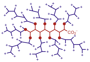 <b><font size=3>DGL Generation 2 (G2) – 50 Lysine units