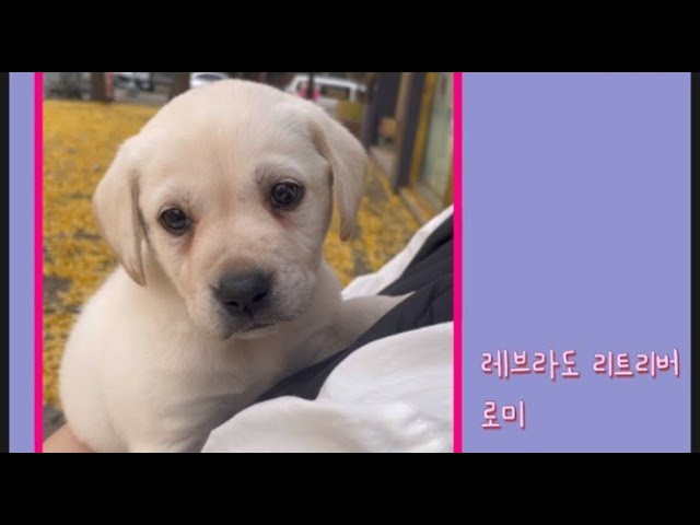 대전강아지분양 서구강아지분양 대전래브라도리트리버분양 서구래브라도리트리버분양 래브라도 리트리버 (무료훈련권, 건강검진권 증정) : 강아지분양 도그마루 : 실시간분양 강아지 대전점 대전강아지분양 서구강아지분양 대전래브라도리트리버분양 서구래브라도리트리버분양 래브라도 리트리버 (무료훈련권, 건강검진권 증정) : 강아지분양 도그마루 : 실시간분양 강아지 대전점