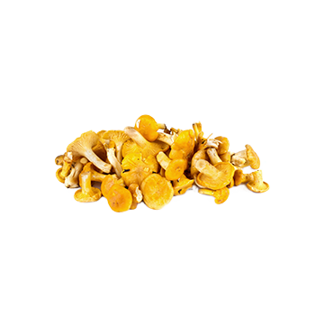 황금꾀꼬리버섯