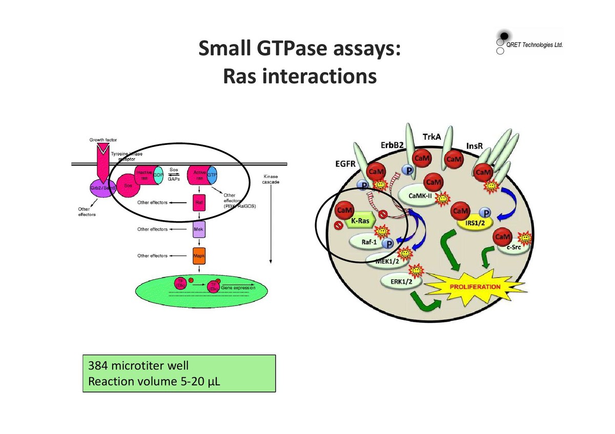 Small GTPase assays 이앤씨바이오