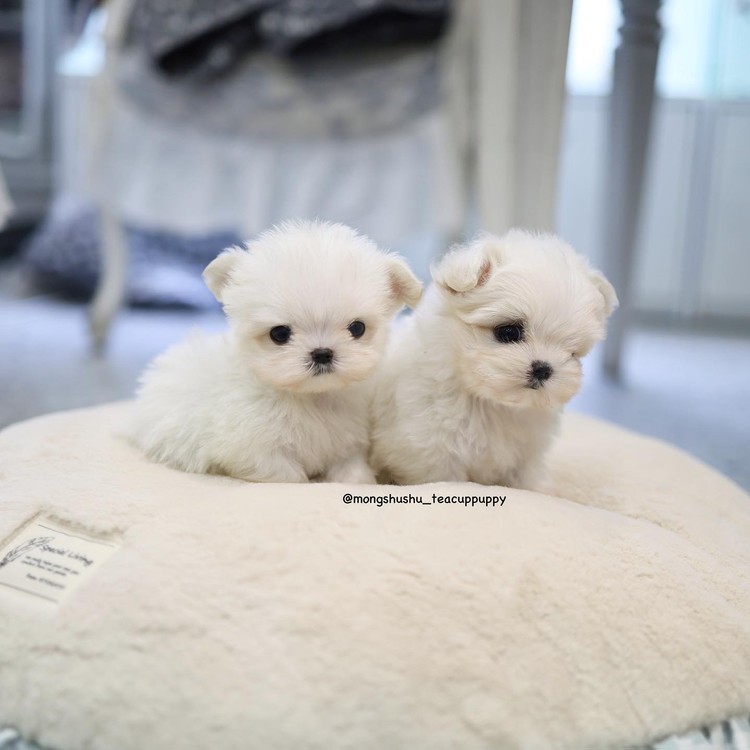 teacup maltese poodle