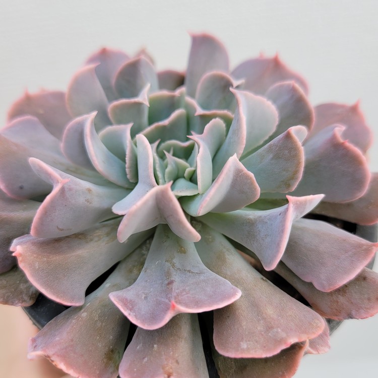 Echeveria Swan Lake-70 : DK Succulents Korea- Rare Korean Succulents