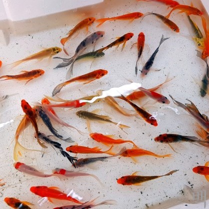 비단잉어 롱 핀 코이 [ Long fin koi ] : 백경수족관