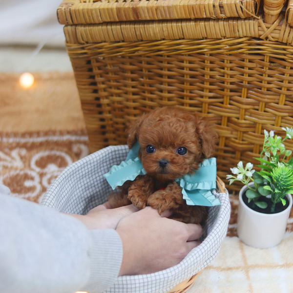 baby red poodle
