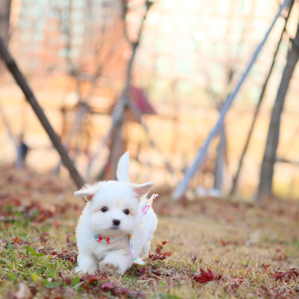 Rescue coton hot sale de tulear