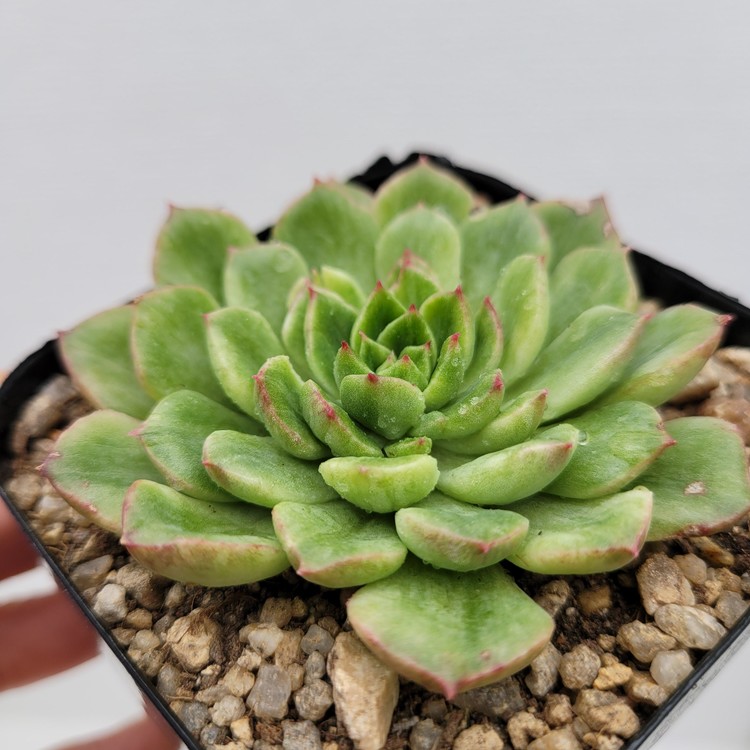 Echeveria Silky Variegated-16 : DK Succulents Korea- Rare Korean Succulents