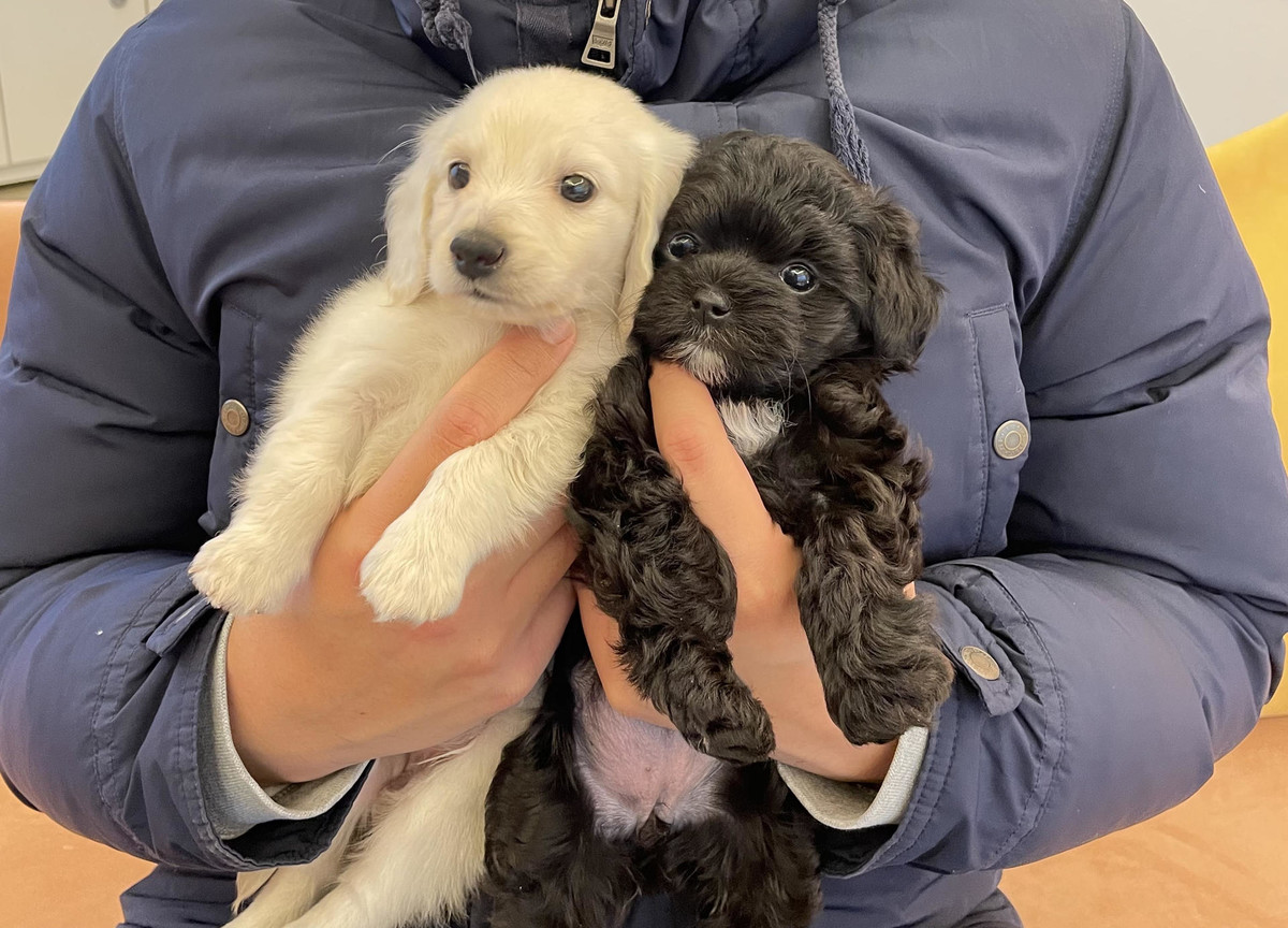 분양후기] 크림닥스훈트와 블랙말티푸 환상의 짝꿍! : 강아지를 진심으로 사랑하는 소녀에서 시작된 브랜드, YOURPET (유어펫)  고객후기, image size:1200x864