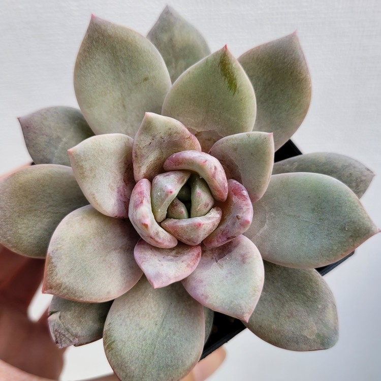 Echeveria German Champagne-49 : DK Succulents Korea- Rare Korean Succulents