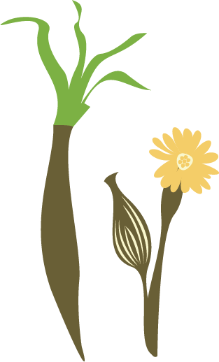 Grote schorseneer, Black salsify
