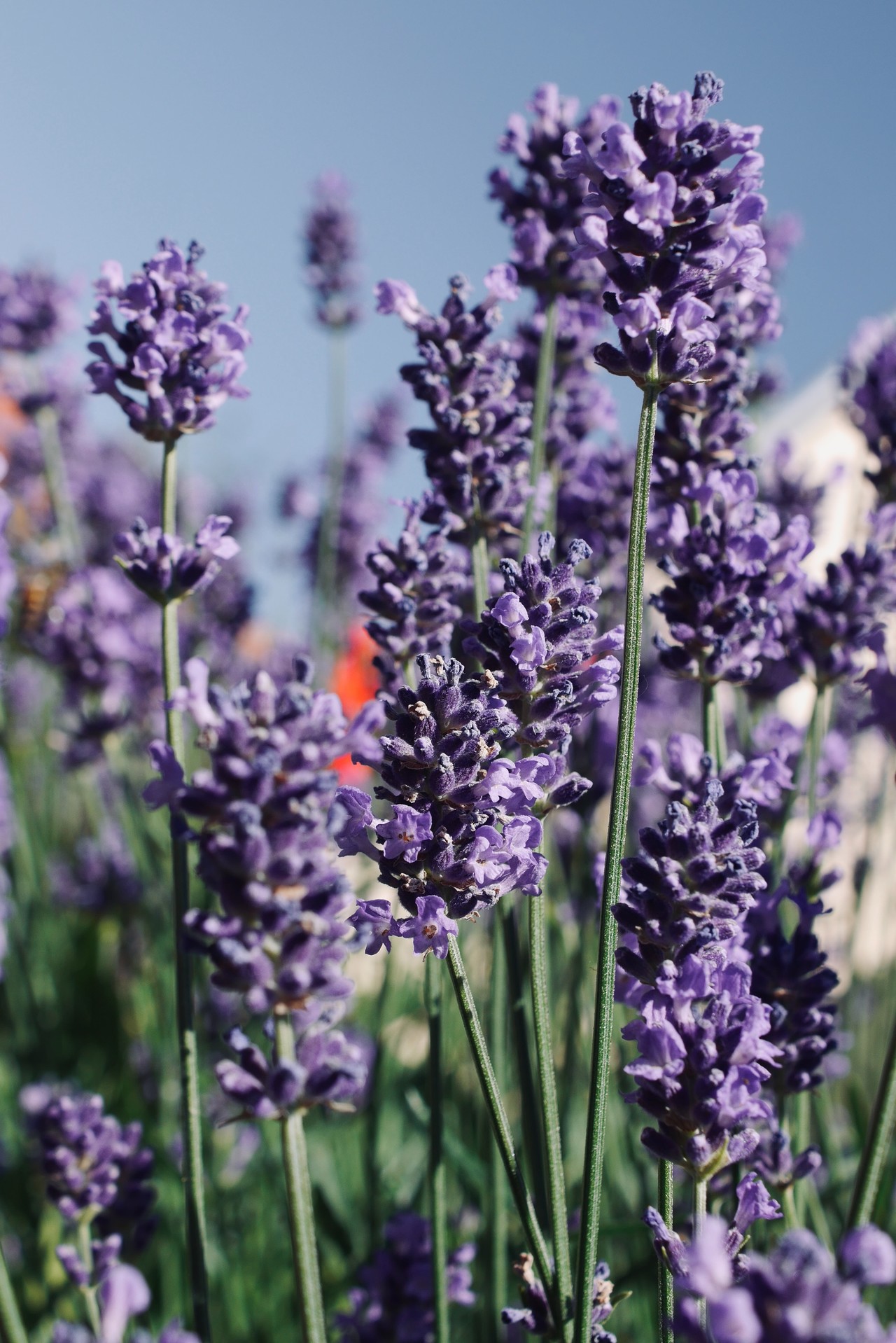 Lavender