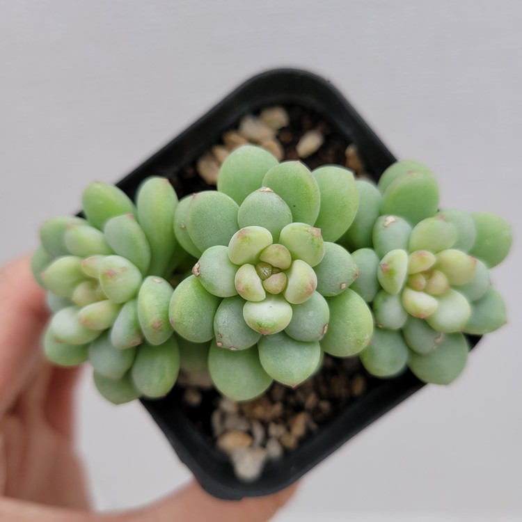 Echeveria Bubble Candy-87 : DK Succulents Korea- Rare Korean Succulents