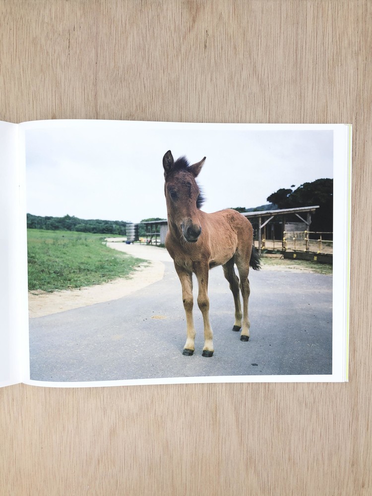 Work Horse - Charlotte Dumas : Same Dust_kor