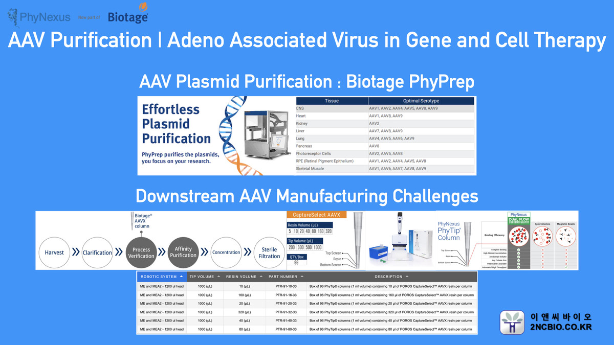 AAV Purification | Adeno Associated Virus in Gene and Cell Therapy : 이앤씨바이오