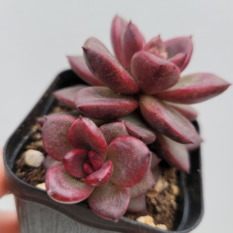 Echeveria Pine Rose-81 : DK Succulents Korea- Rare Korean Succulents