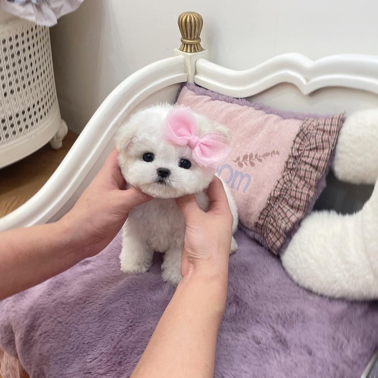 Bichon maltese outlet mini toy