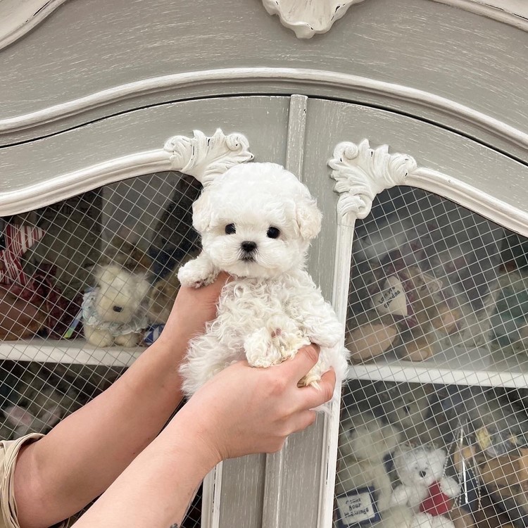 Bichon store for baby