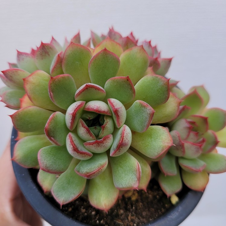 Echeveria Garden Party-17 : DK Succulents Korea- Rare Korean Succulents