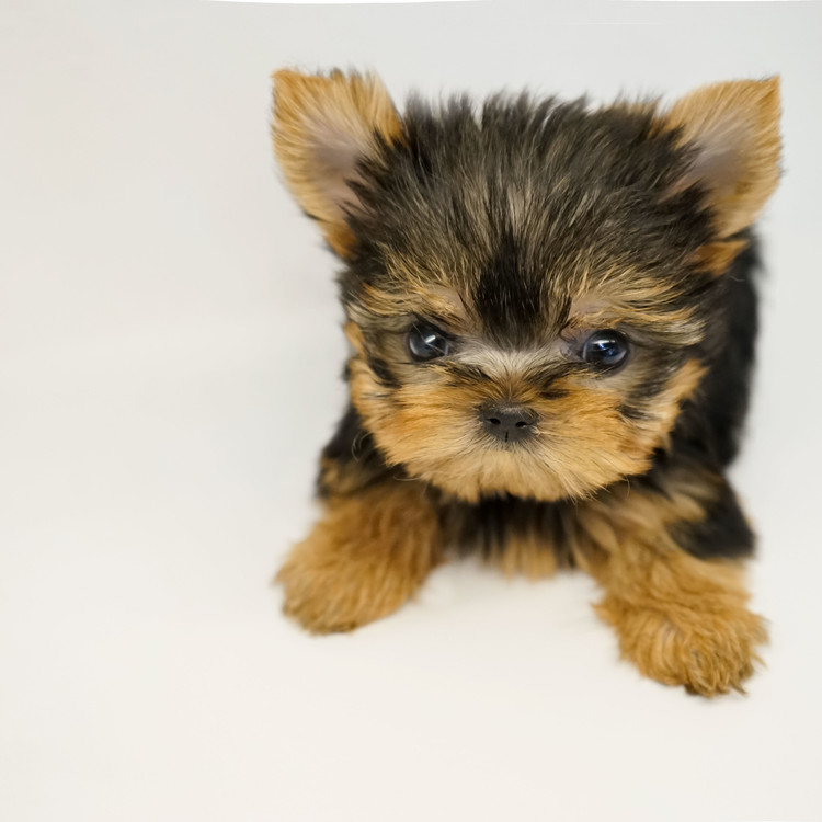 peanut the yorkie