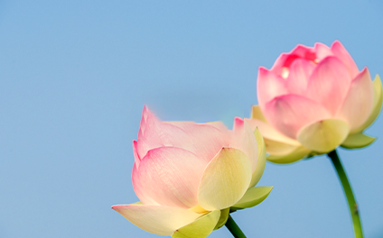 The Buddha-recitation Samadhi 