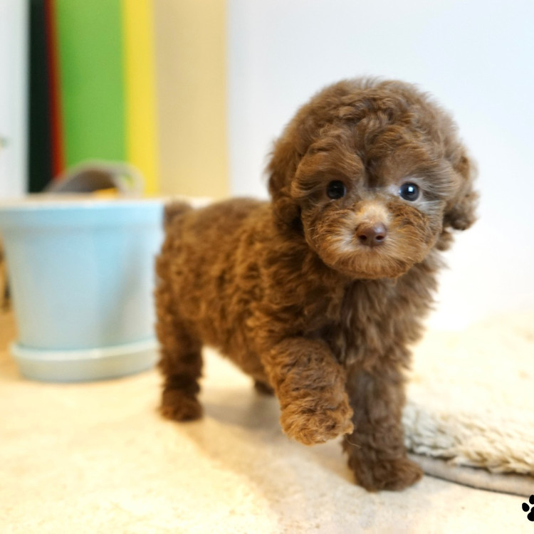 dashing teacup poodles