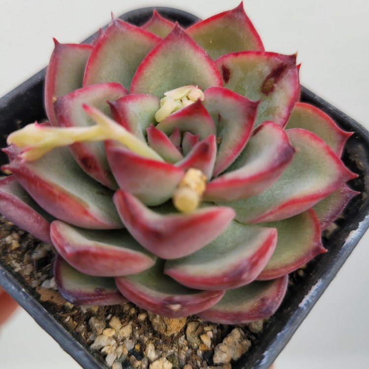 Echeveria Rosita (NEW HYBRID)-80 : DK Succulents Korea- Rare Korean ...