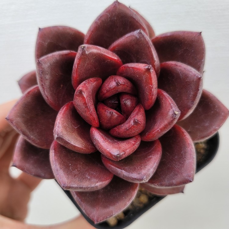 Echeveria Sunny Hill-94 : DK Succulents Korea- Rare Korean Succulents