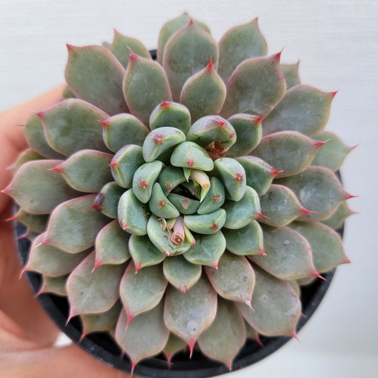 Echeveria Pink Zaragosa-85 : DK Succulents Korea- Rare Korean Succulents