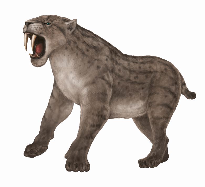 스밀로돈(Smilodon) 복원도