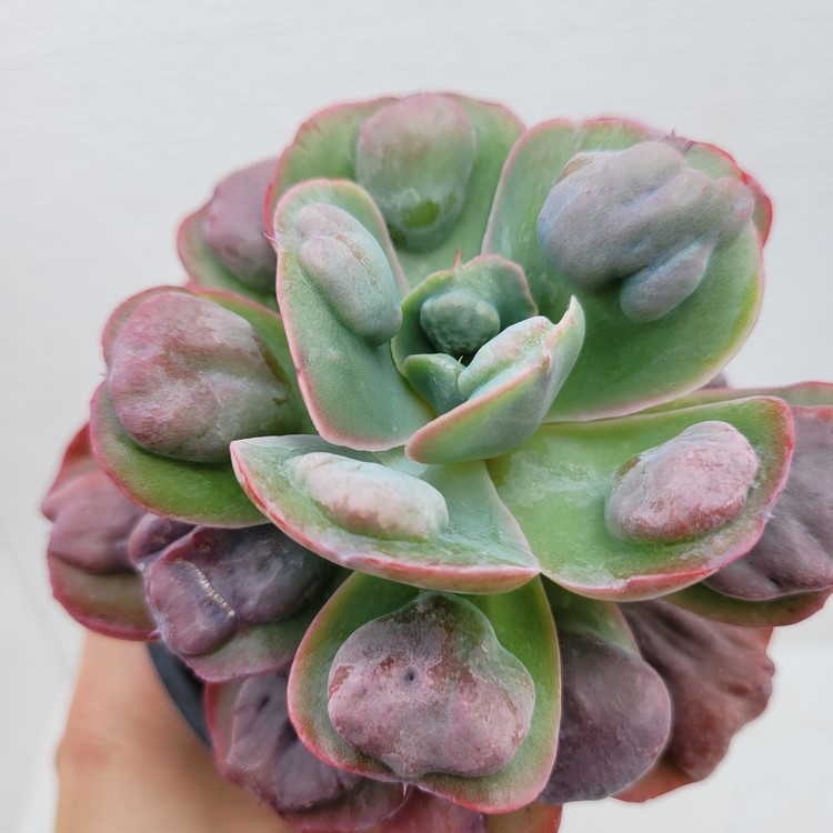 Echeveria Pagoda-39 : DK Succulents Korea- Rare Korean Succulents